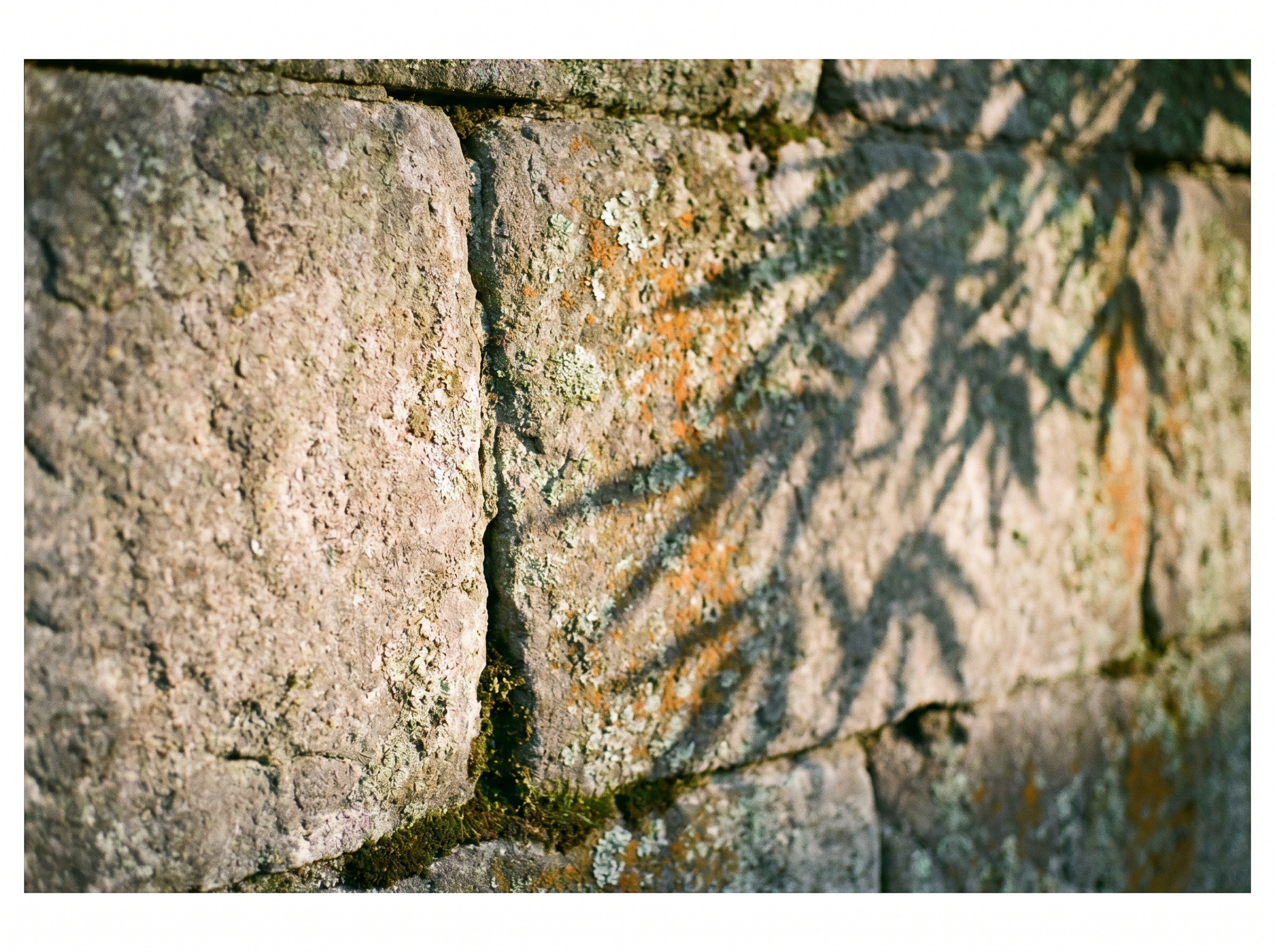 Bamboo shadow on stone, late afternoon